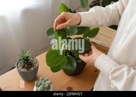 Aus einem nicht erkennbaren Weibchen mit dunklem Haar in weißem Hemd, das sich um Topfpflanzen kümmert, die bei Tageslicht auf einem Holztisch in der Nähe des Fensters aufgestellt werden Stockfoto