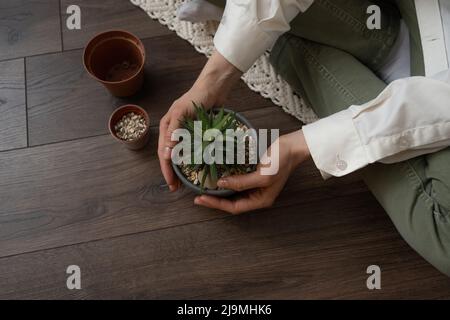 Von oben der Ernte anonyme Frau in legerer Kleidung auf Laminatboden sitzen, während Sukkulenten in Töpfe zu Hause Pflanzen Stockfoto