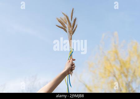 Von unten der Ernte unkenntlich weibliche Demonstration Bund von Weizenspikelets mit ukrainischen Fahnen Bänder gegen wolkenlosen blauen Himmel auf sonnigen d gebunden Stockfoto