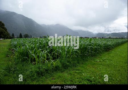 Panoramablick auf grünes Ackerland mit wunderschönen Bäumen und Pflanzen und alpine Berge im Hintergrund, aufgenommen an einem nebeligen Morgen in Meiringen, Schweiz Stockfoto