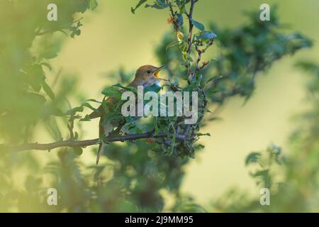 Eine gewöhnliche Nachtigall im Busch sitzend, singend, sonniger Morgen im Frühling, Wien (Österreich) Stockfoto