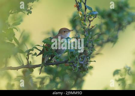 Eine gewöhnliche Nachtigall im Busch, sonniger Morgen im Frühling, Wien (Österreich) Stockfoto