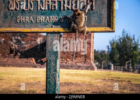 Pra Prang Sam Yod oder Phra Prang Sam Yot ruinieren Tempel mit Affen, in Lopburi, Thailand Stockfoto