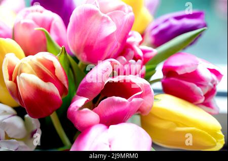 Bunte Tulpenbüschel; Bunter Tulpenstrauß Stockfoto