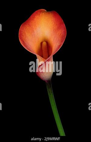 Wunderschöne Farben und dramatische Formen einer orangefarbenen Calla Lily Blume, fotografiert vor einem schlichten schwarzen Hintergrund Stockfoto