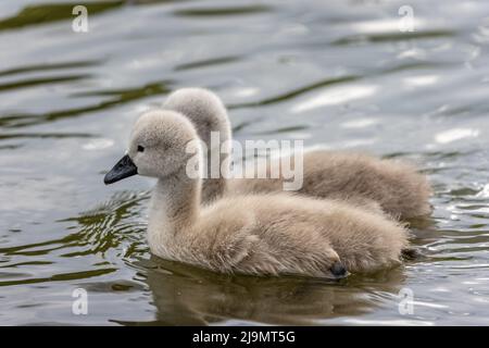 Nahaufnahme eines süßen flauschigen Cygnets, das auf dem See schwimmt Stockfoto