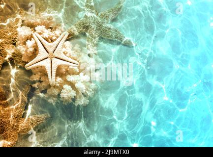 Seesterne und Muscheln am Sommerstrand im Meerwasser. Sommerhintergrund. Sommerzeit. Stockfoto