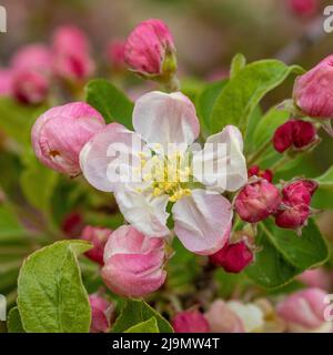 Weiß getönt mit rosa Blüten auf Krabbenapfelbaum. Malus Evereste Stockfoto