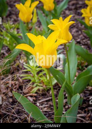Gelbe Lilie-blühende Tulpen wachsen in einem britischen Garten. Stockfoto