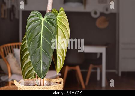 Lange Blätter der tropischen 'Philodendron Melanochrysum'-Zimmerpflanze Stockfoto