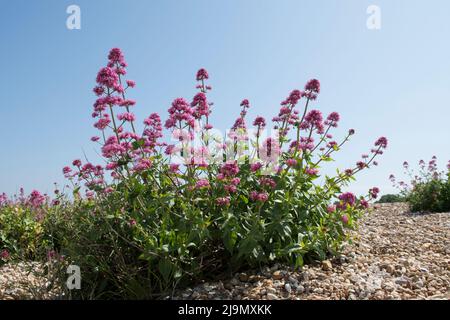 Centranthus ruber, roter Baldrian, spornischer Baldrian, Baldrian, Blumen, die am Strand in Klumpen wachsen, Kieselsteine, Vorläufer in Pagham, Sussex, Großbritannien Stockfoto