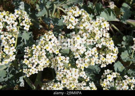 Crambe maritima, Seegraskohl, Seakale, Crambe, in Blüte, die in Kieselsteinen am Seeufer bei Pagham wächst, Nahaufnahme von Blumen, Sussex, Großbritannien, Mai Stockfoto