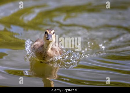 Nahaufnahme eines jungen Stockenten, der durch das Wasser rast und dabei wach wird Stockfoto