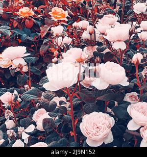 Garten Rosen Busch Bild, künstlerische Retro-Foto von Blumen blühen Stockfoto