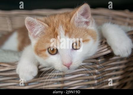 Niedliches Ingwer- und weißes zweifarbiges Kätzchen, 12 Wochen alt, mit schönen orangefarbenen Augen, das in einem Korbkatzenbettkorb ruht Stockfoto