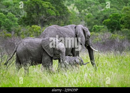 Afrikanischer Buschelefant (Loxodonta africana), Kuh mit juvenilem und kalbweidendem Gras im Kruger National Park, Mpumalanga, Südafrika Stockfoto