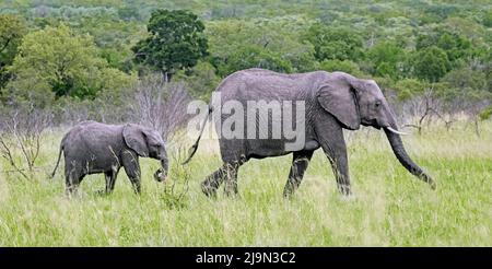Afrikanischer Buschelefant (Loxodonta africana), Kuh mit einem Kalb beim Spaziergang durch die Savanne im Krüger National Park, Mpumalanga, Südafrika Stockfoto