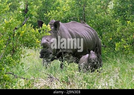 Weißes Nashorn / Vierlippnashorn (Ceratotherium simum), Kuh / Weibchen mit Kalb im Krüger-Nationalpark, Mpumalanga, Südafrika Stockfoto