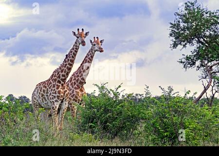 Zwei südafrikanische Giraffen / Kapgiraffe (Giraffa camelopardalis giraffa) im Krüger National Park, Mpumalanga, Südafrika Stockfoto