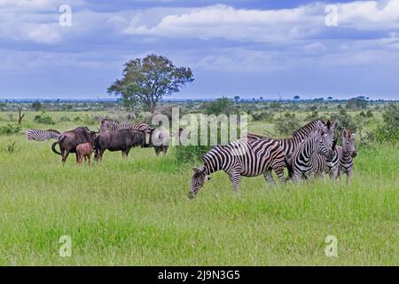 Burchells Zebras und die blauen Gnus-Herden (Connochaetes taurinus) befinden sich auf der Savanne im Krüger National Park, Mpumalanga, Südafrika Stockfoto