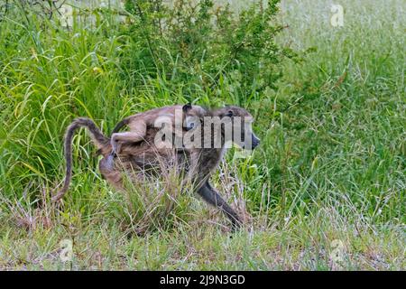 Chacma Pavian / Cape Pavian (Papio ursinus) Weibchen, die auf der Savanne mit Jungen auf dem Rücken im Krüger National Park, Mpumalanga, Südafrika, wandern Stockfoto