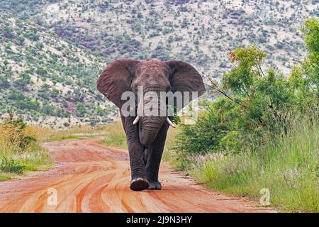 Afrikanischer Buschelefant (Loxodonta africana) auf roter Schotterstraße im Pilanesberg National Park, North West Province, Südafrika Stockfoto