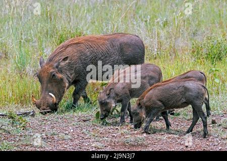 Gewöhnliches Warzenschwein (Phacochoerus africanus) Weibchen mit vier Jungtieren, die im Pilanesberg National Park, North West Province, Südafrika, auf Nahrungssuche sind Stockfoto