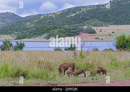 Gewöhnliches Warzenschwein (Phacochoerus africanus) Weibchen mit vier Jungtieren, die im Pilanesberg National Park, North West Province, Südafrika, auf Nahrungssuche sind Stockfoto