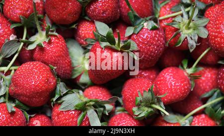 Reife rote Erdbeeren mit grünen Blättern und leuchtend gelben Samen aus der Nähe Stockfoto