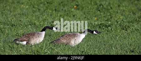 Ein Paar Kanadagans auf dem grünen Feld bereit, Flügel zu nehmen Stockfoto