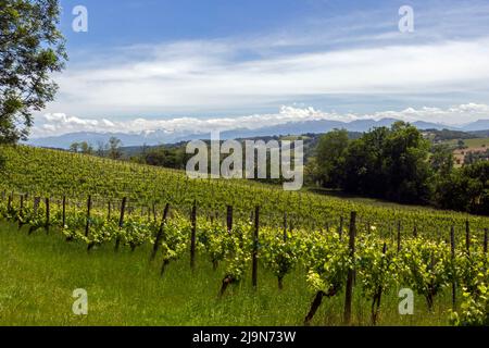 Blick auf den Weinberg Jurançon im Frühjahr. Cuqueron, Bearn, Pyrenees-Atlantiques, Frankreich Stockfoto