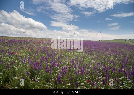 Eine Wiese mit blühenden Wildblumen vor der Kulisse von Windmühlen am Horizont. Weiße Wolken am blauen Himmel. Sonniger Tag Stockfoto