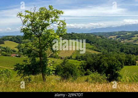 Blick auf den Weinberg Jurançon im Frühjahr. Cuqueron, Bearn, Pyrenees-Atlantiques, Frankreich Stockfoto