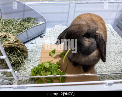 Nahaufnahme eines schönen, unscharfen braunen domestizierten Hasen in einem großen Käfig voller Gras und Blumen Stockfoto