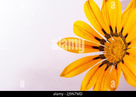 Die Hälfte einer nassen Gazania-Blume, Makro auf hellrosa Hintergrund, mit viel Textraum. Stockfoto