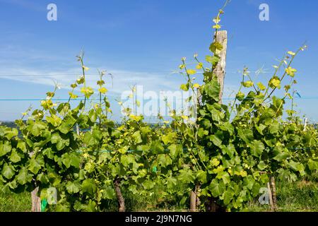 Blick auf den Weinberg Jurançon im Frühjahr. Cuqueron, Bearn, Pyrenees-Atlantiques, Frankreich Stockfoto