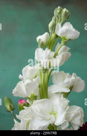 Matthiola incana (Brompton-Bestand, Stammbestand, Hory-Bestand, zehnwöchiger Bestand und gilly-Blume), weiße Blüte, Nahaufnahme auf grünem Vignettenhintergrund Stockfoto