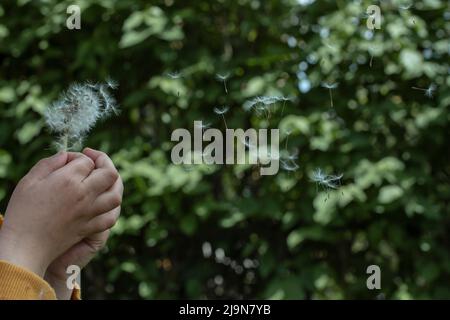 Kleine Hände eines Kindes, das Samen aus einem Dandelion bläst, auf dunkelgrünem Hintergrund Stockfoto