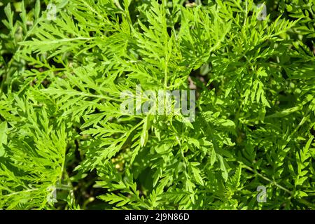 Amerikanische gewöhnliche Ragweed. Junge Büsche haben noch keine Ambrosia geblüht. Gefährliche Pflanze, Ambrosia Sträucher, die allergische Reaktionen verursacht, allergische Rhiniti Stockfoto