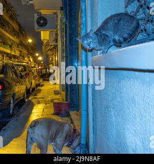 Bulldog auf den Straßen von Athen bei Nacht Stockfoto