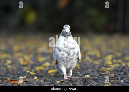 Haustaube (Columba livia domestica) der Santa Catarina Park liegt in Funchal Madeira Portugal. Stockfoto