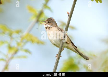 Männliche Weißkehlsänger, der in der Frühlingssonne singt. England, Großbritannien. Stockfoto