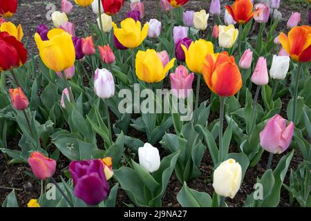 Tulpen-Vielfalt in vielen Farben, Peteris Upitis’ Garden, Dobele, Lettland Stockfoto