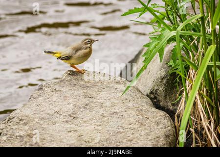 Ein junger Vogel, die graue Bachstelze, auf einem grauen Stein am Fluss. Wasser im Hintergrund. Grünes Gras wächst am Ufer. Stockfoto