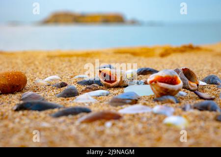 Muscheln und Kieselsteine am Sandstrand aus der Nähe. Foto mit Meereshintergrund. Urlaubs- oder Reisekonzept. Stockfoto