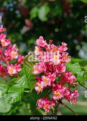 Rot blühende Rosskastanie, Aesculus rubicunda, im Frühjahr Stockfoto