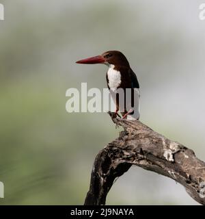 Weißer kehliger Eisvögel, der auf einem Baumzweig im Sultanpur Bird Sanctuary, Haryana, Indien, sitzt Stockfoto