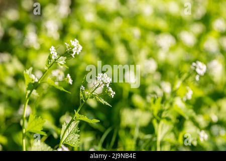 Knoblauchsenfpflanzen wachsen in der Landschaft von Sussex Stockfoto