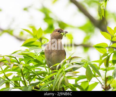 Sedge Warbler mit Schnabel voller Nahrung für junge Familien, Teifi Marshes, Cardigan, Wales Stockfoto