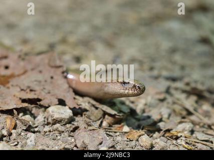 Langsamer Wurm - Anguis fragilis Kopf aus nächster Nähe Stockfoto